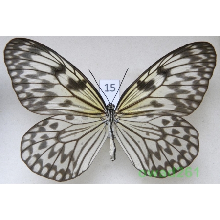 Idea leuconoe gordita Fruhstorfer, 1911 Philippines 94mm15